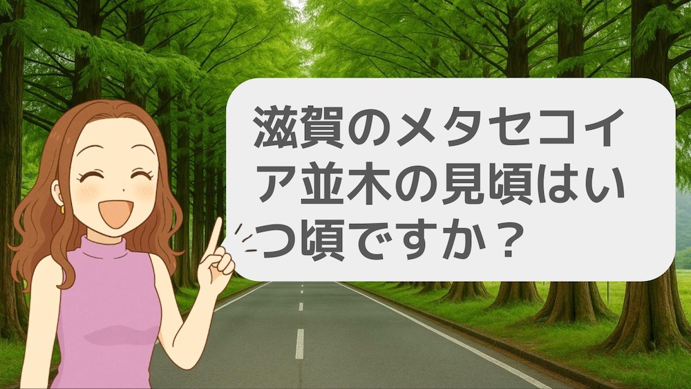 滋賀のメタセコイア並木の見頃はいつ頃ですか?