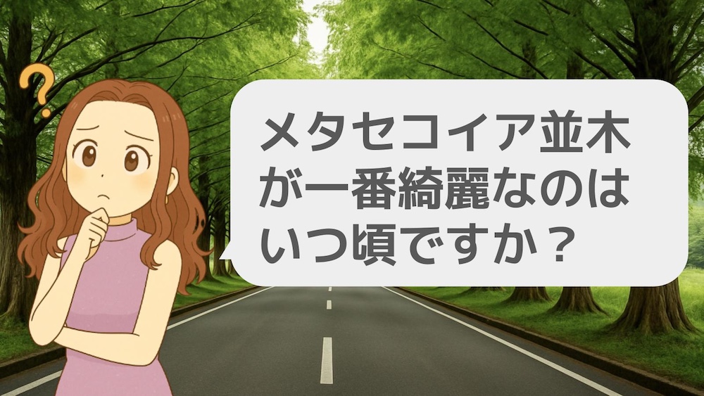 メタセコイア並木が一番綺麗なのはいつ頃ですか?