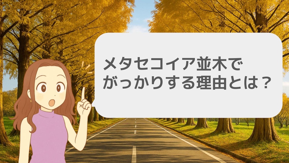 メタセコイア並木でがっかりする理由とは?