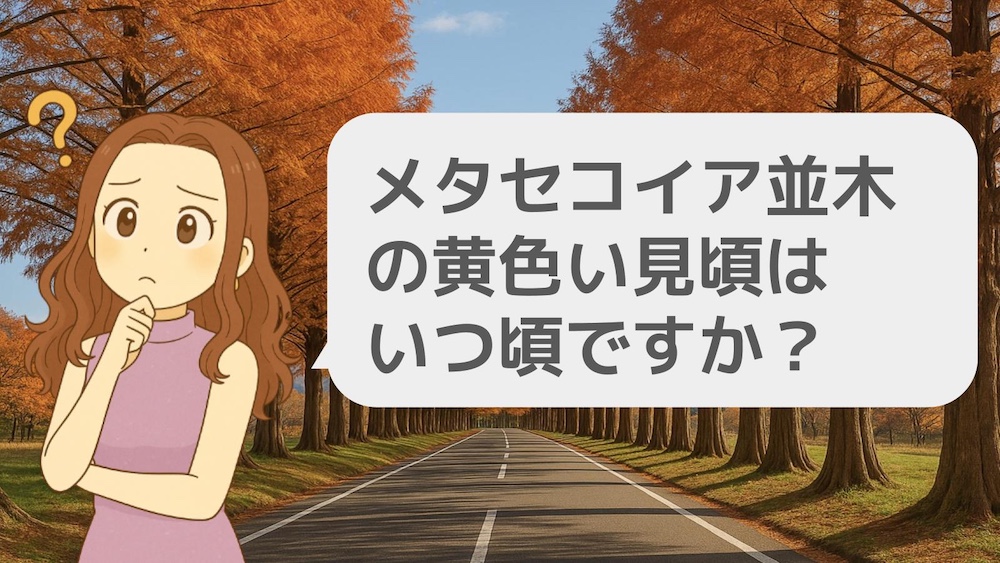 メタセコイア並木の黄色い見頃はいつ頃ですか?